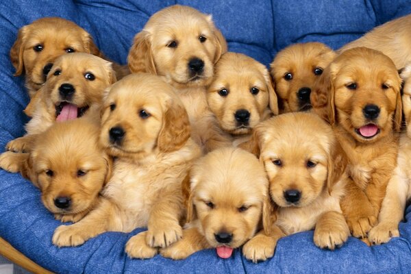 Yellow labrador puppies on a blue blanket