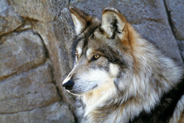 Le loup gris cherche sa proie