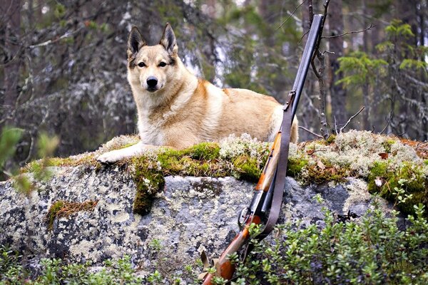 Hund und Schrotflinte auf der Jagd im Wald