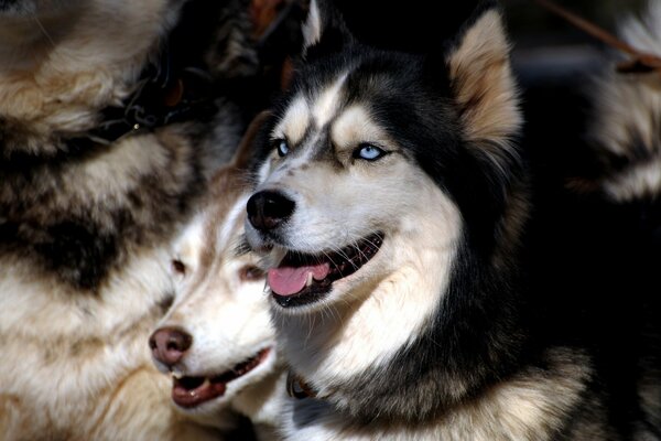 Stado niebieskookich Husky patrzy w dal