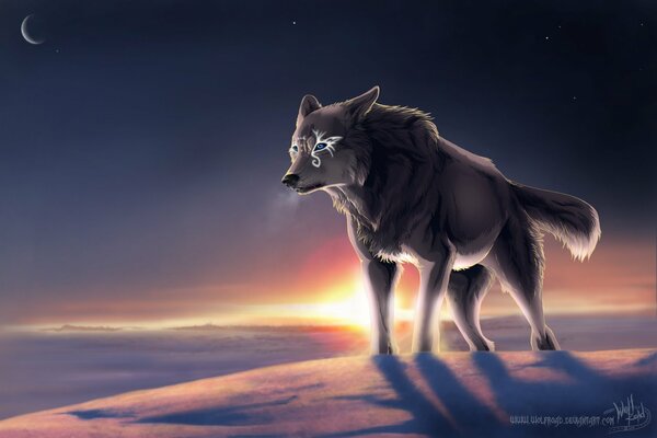 The Northern beautiful Wolf