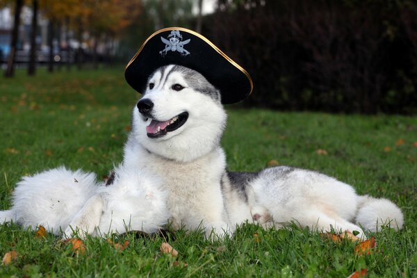 A husky in a pirate hat is lying on the lawn