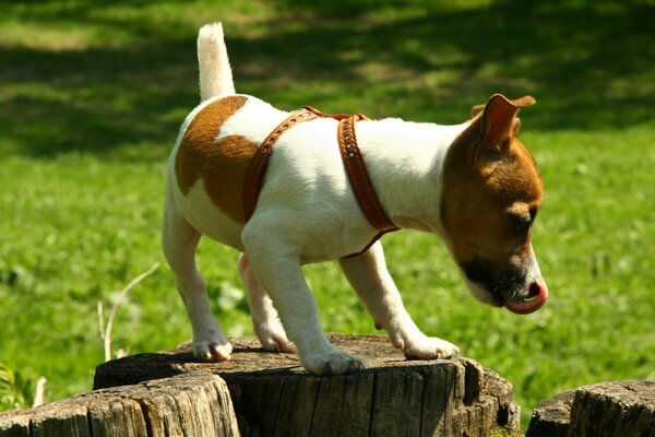 Jack Russell jumps on the stumps