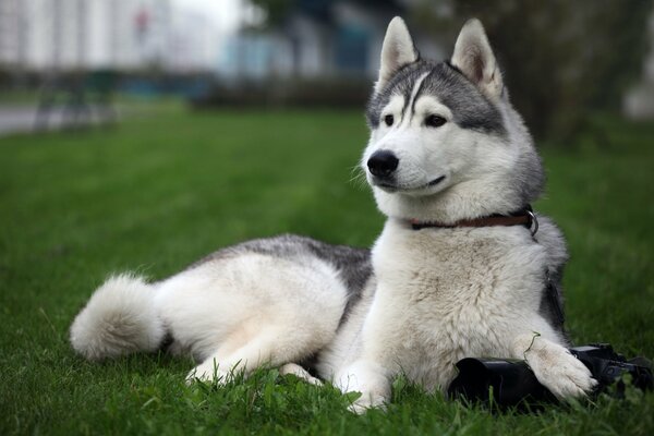 Huskies relax on the grass after a walk