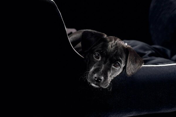 A beautiful black puppy looks forward