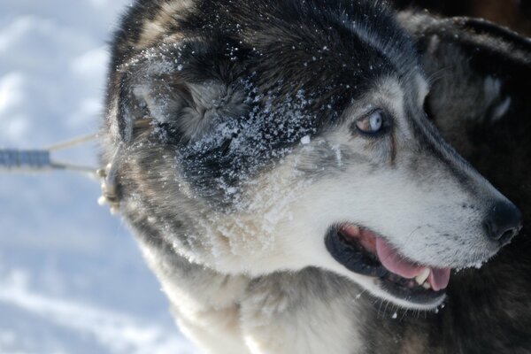 Laika spaventata al guinzaglio guarda indietro