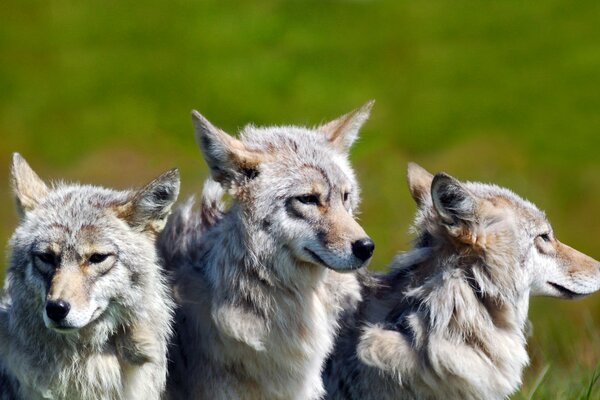 The Wolf Brothers in the National Park
