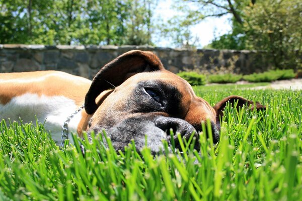 The dog is lying on the green grass in the park