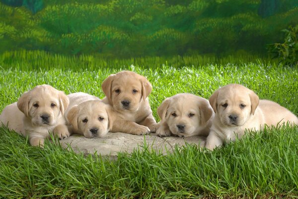 Пять белых щенков сидят в траве
