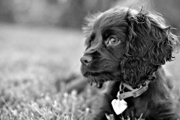 Trauriger Blick eines schwarzen und weißen Hundes auf dem Rasen