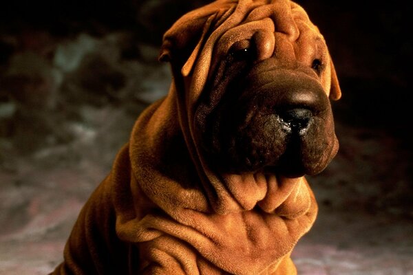 Der traurige Blick eines Sharpei-Welpen