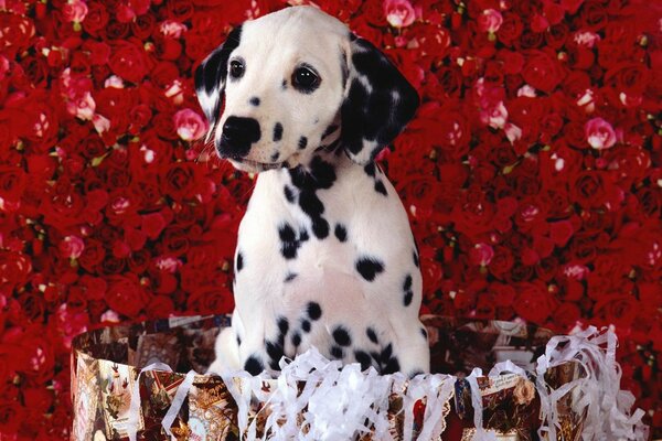 Dalmatian in a box on a background of roses