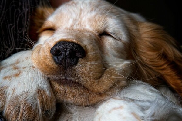 Spaniel puppy watches dreams