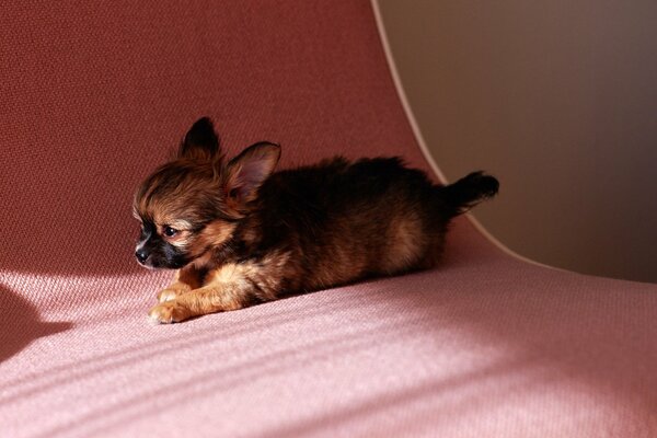 A puppy on a pink couch. Little puppy