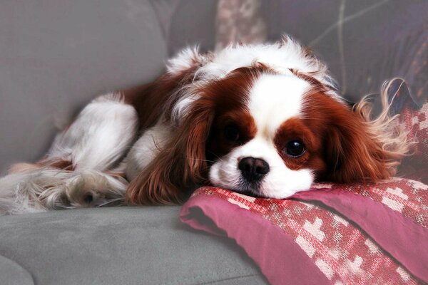 Petit chien poilu se repose sur le canapé