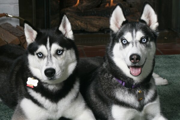 Huskies are resting near a warm fireplace