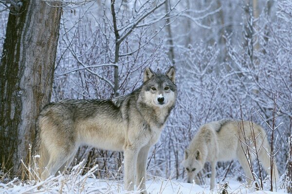 Lobos en el bosque cubierto de nieve de invierno