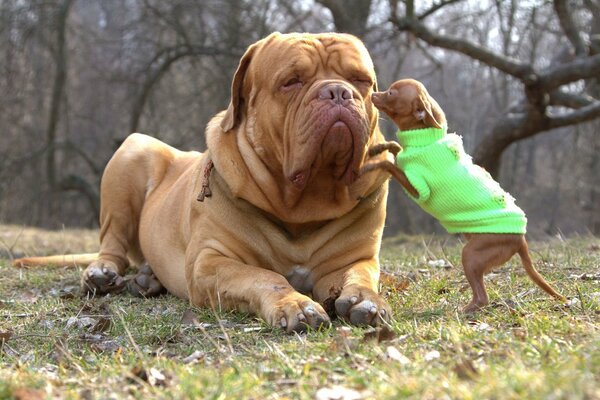 Ecuanimidad canina ante travesuras infantiles