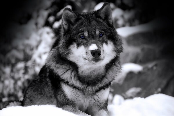 Schwarz-Weiß-Foto mit einem Wolf im Schnee