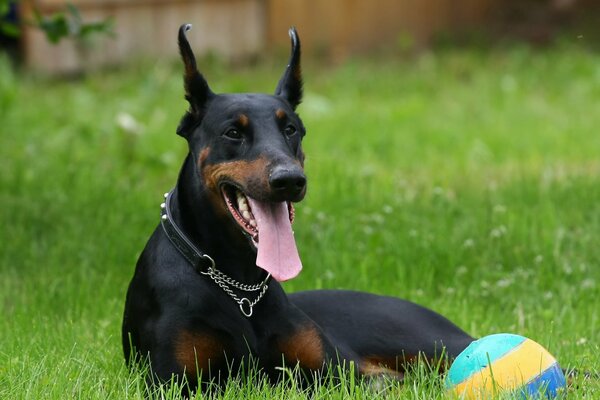 Piękny Doberman chce grać w piłkę