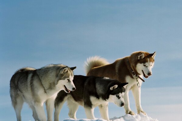 Fotos von Hunden der Rasse Husky