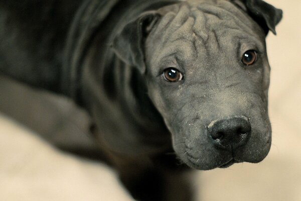 Black panther in the form of a black dog