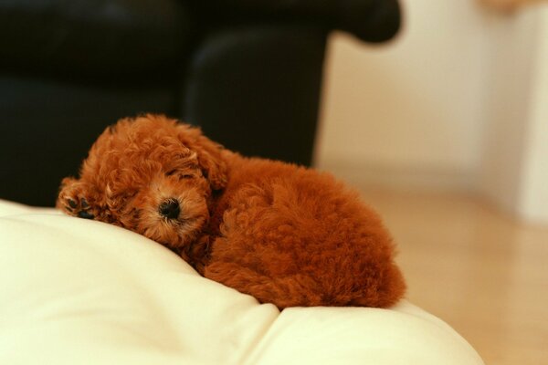 Curly-haired puppy sleeps on a white chair