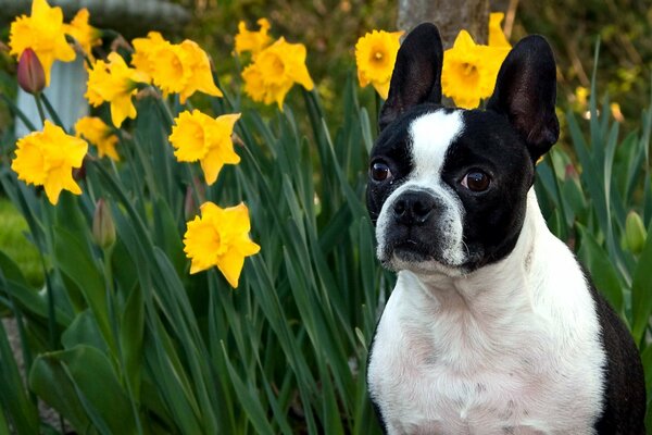 Schwarze und weiße Bulldoggenschnauze in Narzissen