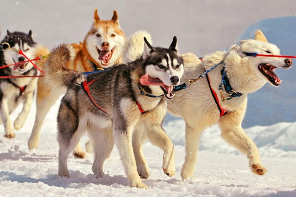 A team of huskies running through the snow