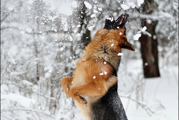 Der Hund wird im Winter mit Schnee gespielt