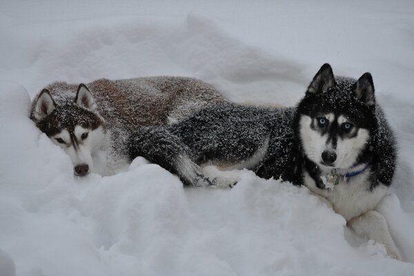 Husky w śniegu. Husky na spacerze