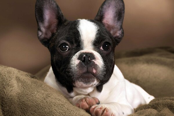 Un bouledogue mignon avec des talons roses repose sur un oreiller avec un regard dévoué