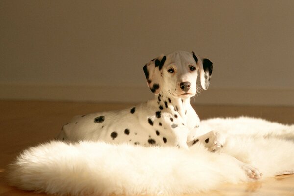 Un dogue dolmati tacheté repose sur un tapis moelleux blanc dans le salon