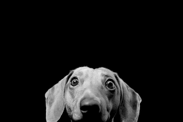 Un Dachshund gris Mira al espectador sobre un fondo negro