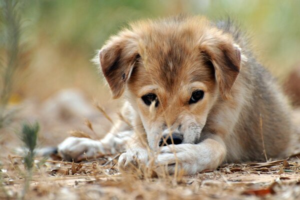 Macro shooting of a sad puppy