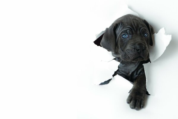 Blue-eyed puppy broke through the wall