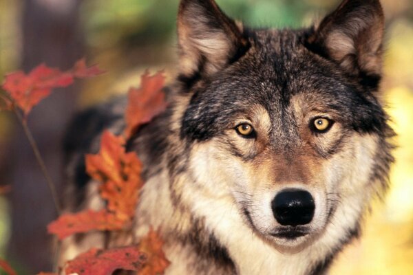 L automne dans la forêt peint et les animaux