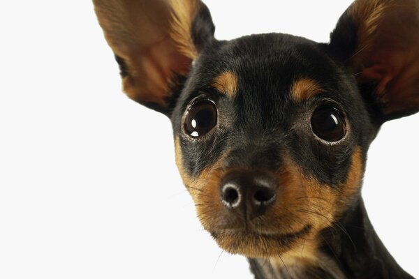 Chihuahua avec de grandes oreilles sur fond blanc