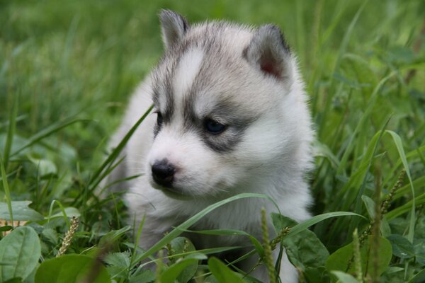 Cachorro Husky blanco observa en la hierba