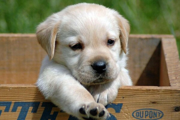 Pata estirada de la Caja del perrito