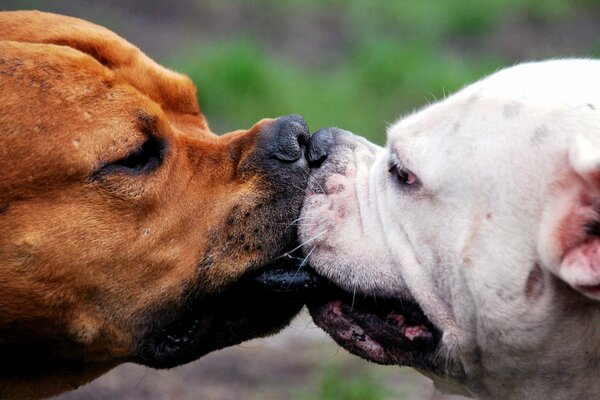 Two cute dogs playing in nature