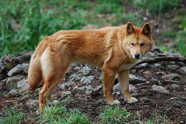 Poważny czerwony pies dingo