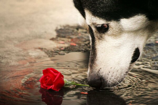 Devoción canina en una rosa rota