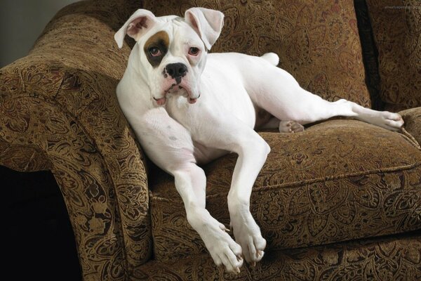 A dog is a man s friend lying in an armchair by the fireplace