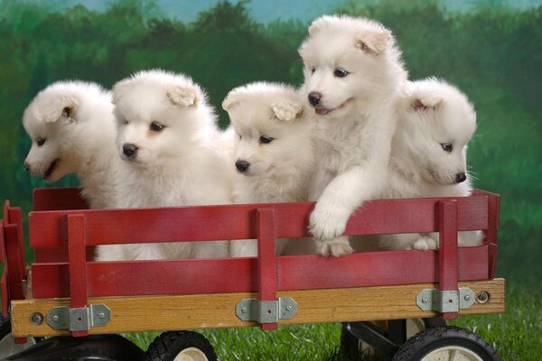 Five fluffy white puppies in a cart