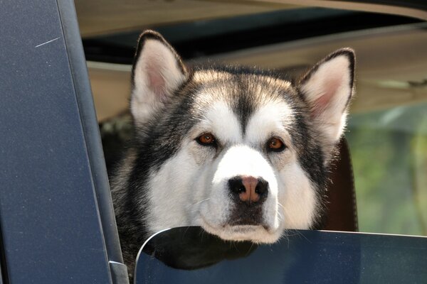 Chien Husky dans la fenêtre de la machine