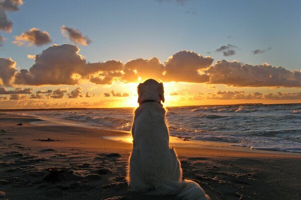 Chien assis regardant le coucher du soleil