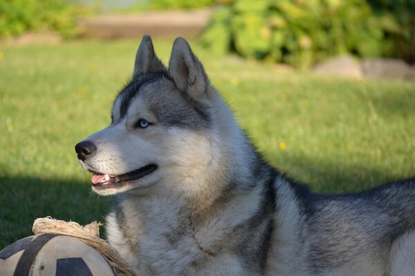 Gry husky z piłką w słoneczny dzień