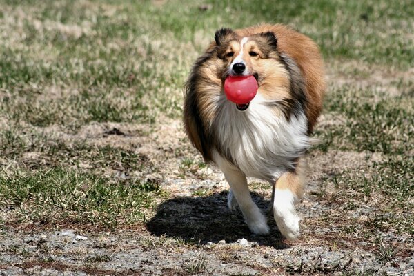 Pies Collie biegnie z czerwoną piłką