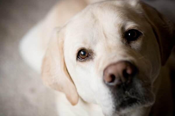 Goldener Labrador auf beigem Hintergrund